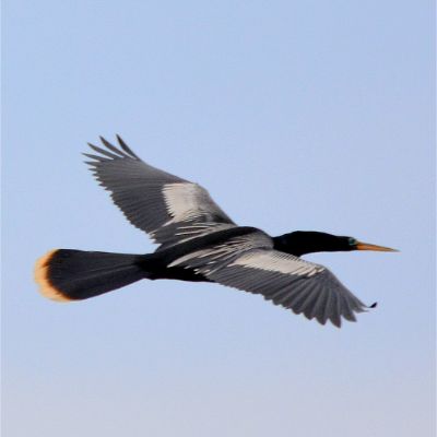 Anhinga (2)
